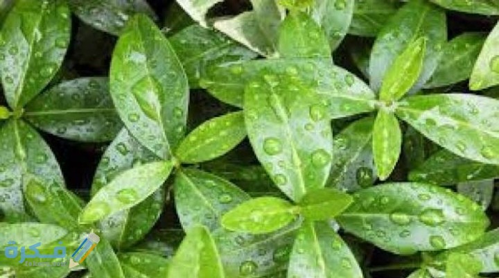 تمتاز كل من طبقة الكيوتيكل والبشرة في الورقة بأنها شفافة،