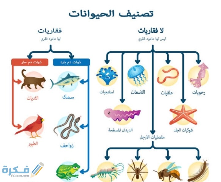 مقارنة بين الفقاريات واللافقاريات