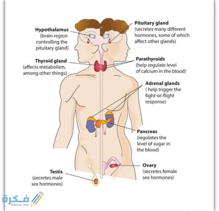 حزام قوي من الانسجة يعمل على تثبيت العظام في المفاصل