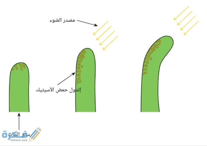 هرمون يسبب وجوده ظاهرة سيادة القمة النامية في النبات 3 هرمون يسبب وجوده ظاهرة سيادة القمة النامية في النبات