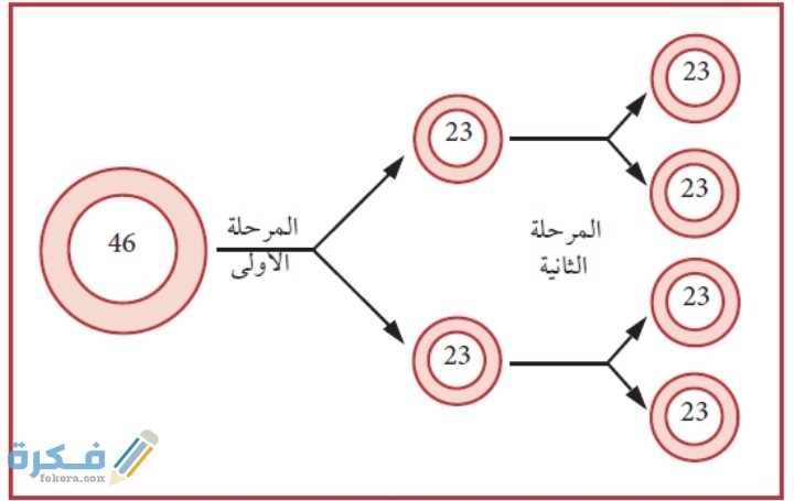 أي الخلايا النباتية التالية لا تستطيع الانقسام