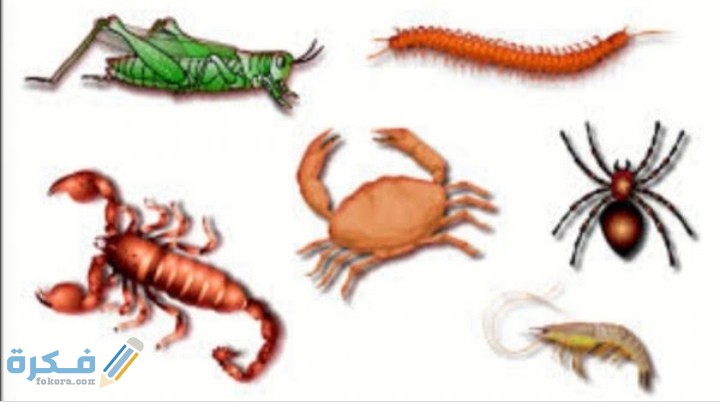 تمتاز المفصليات لأن لها قرون استشعار. جلد شوكي. جسمها مكون من قطع. زوائد مفصلية 4 تمتاز المفصليات لأن لها قرون استشعار. جلد شوكي. جسمها مكون من قطع. زوائد مفصلية