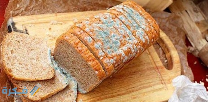 عفن الخبز يعتبر من الفطريات