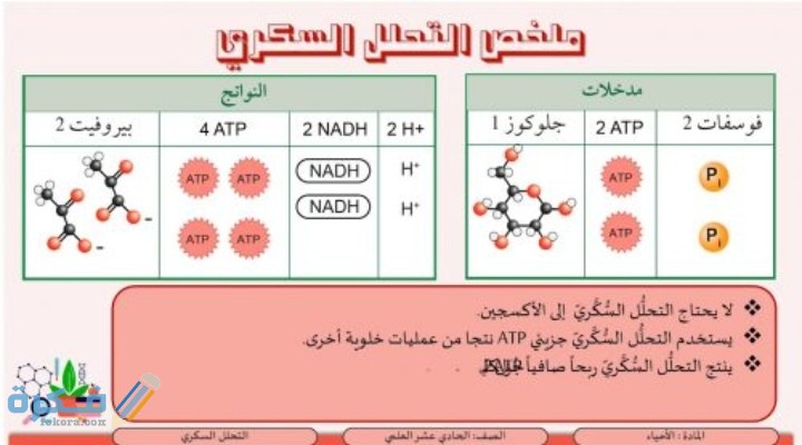 فسر لماذا يكون الناتج النهائي من الطاقة في عملية التحلل السكري
