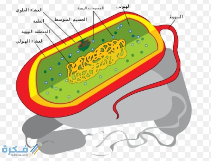 نظرية الخلية تتلخص في ثلاثة أفكار رئيسية اذكرها