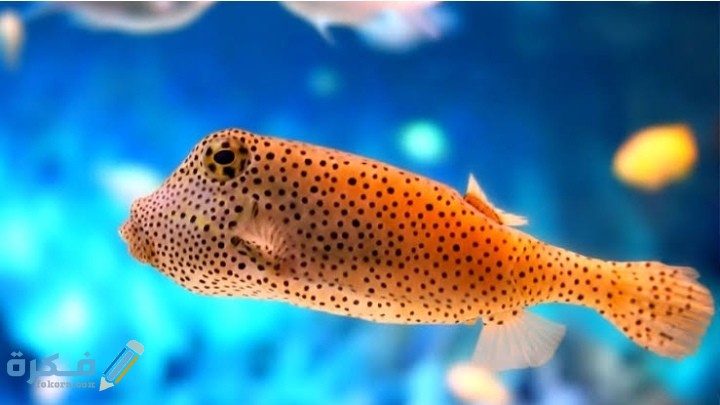 مقارنة بين الأسماك اللافكية الأسماك الغضروفية والأسماك العظمية