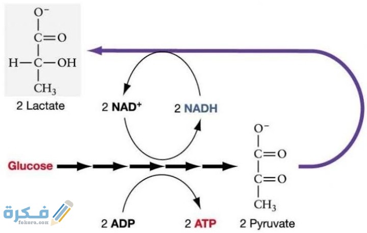لماذا يكون الناتج النهائي من الطاقة في عملية التحلل السكري جزيئين فقط من ATP وليس أربعة جزيئات