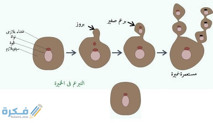 الاختلاف بين التبرعم والتجدد
