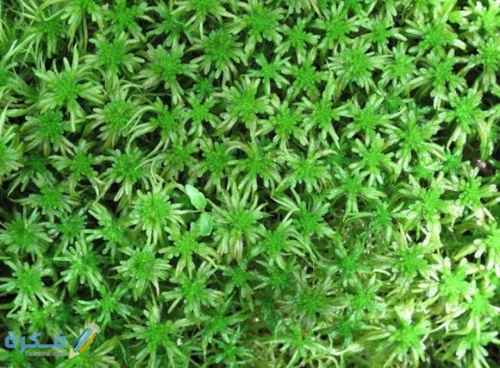 وضح لماذا توجد الحزازيات عادة في المناطق الرطبة علوم ثاني متوسط ف2