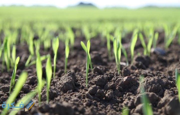 IMG ٢٠٢١٠٣١٧ ٠٤٤٩٥٠