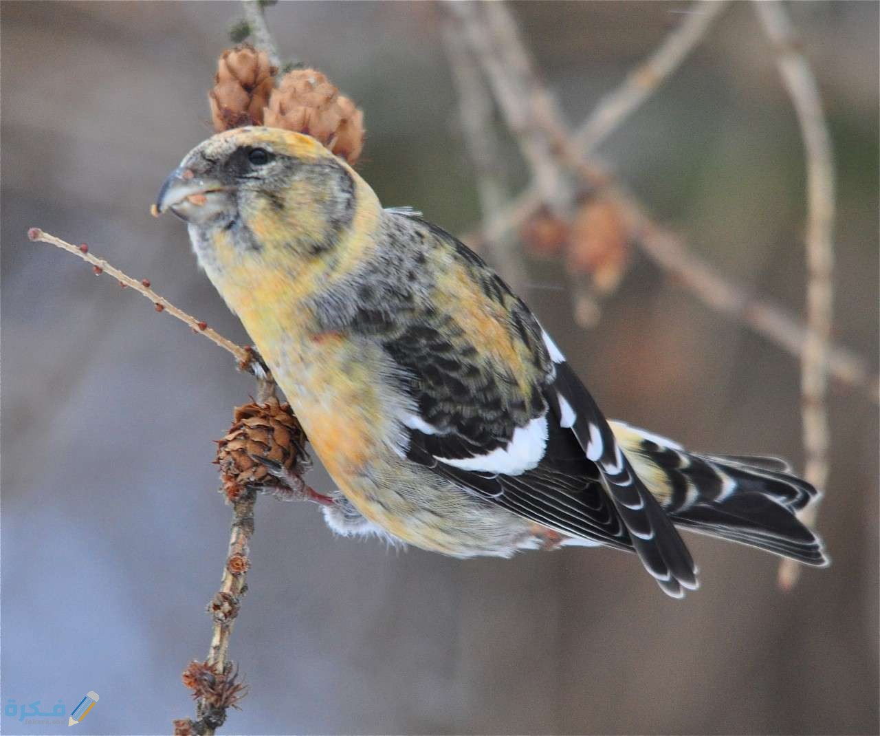 شرح درس غرائب المخلوقات