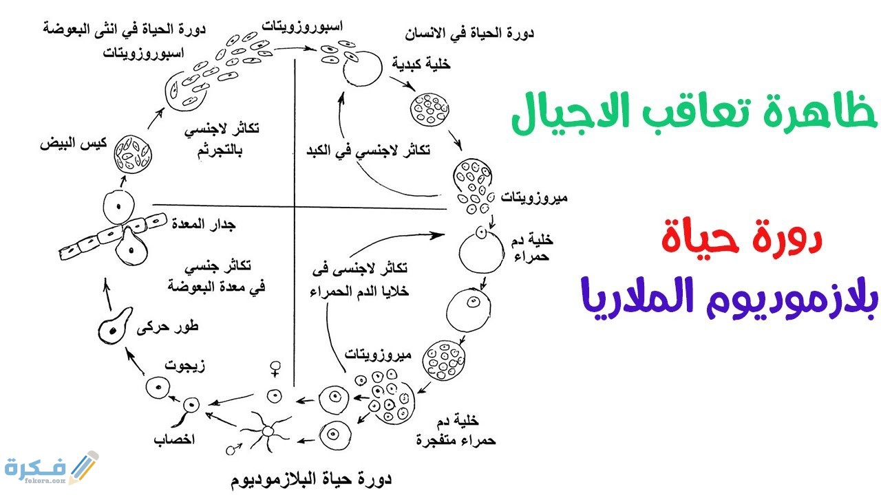 وظيفة المياه في دورة الحياة