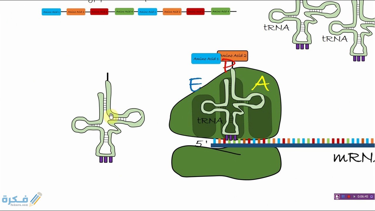 شرح ظاهرة العبور الوراثي