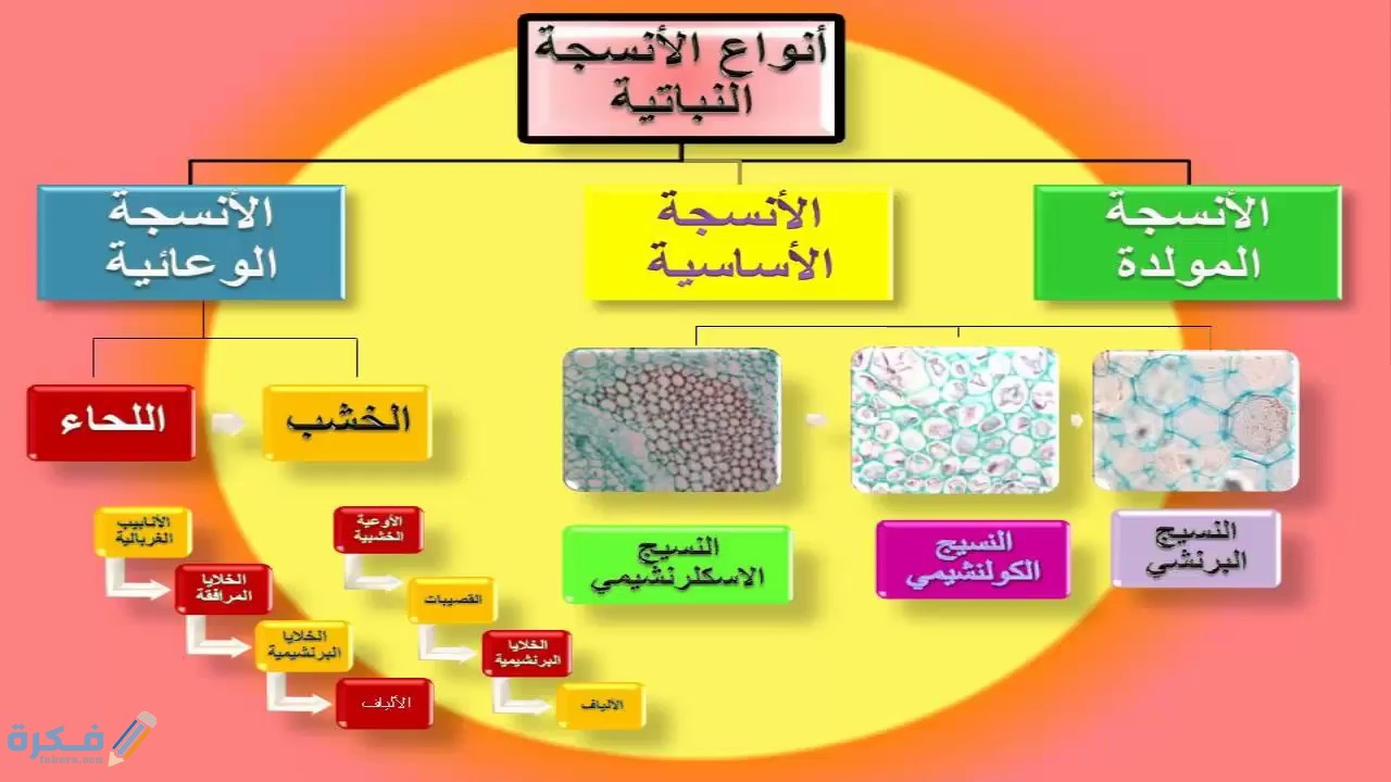 بحث أحياء عن خلايا النبات وأنسجته