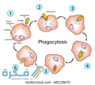 phagocytosis process which cell engulfs 260nw 682128670