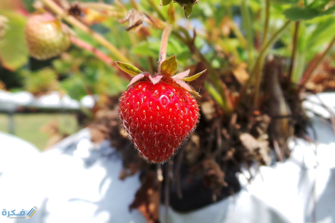 الطرق الصحيحة لزراعة نبات الفراولة في البيت البلاستيك
