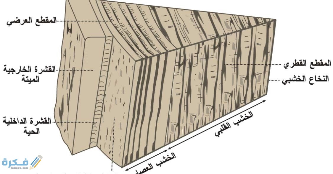 أهمالطرقوالأدواتالمستخدمهفىتشكيلالأخشابوأهمالخواصالطبيعيةوالكيميائيةوالفيزيائيةللأخشاب2 6