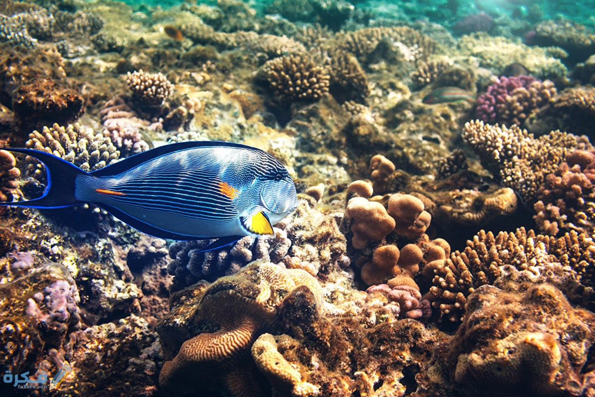 بحث عن الاسماك