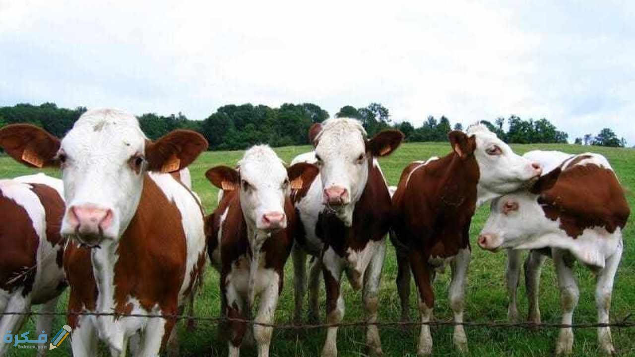 تكاليف شراء عجول التسليم