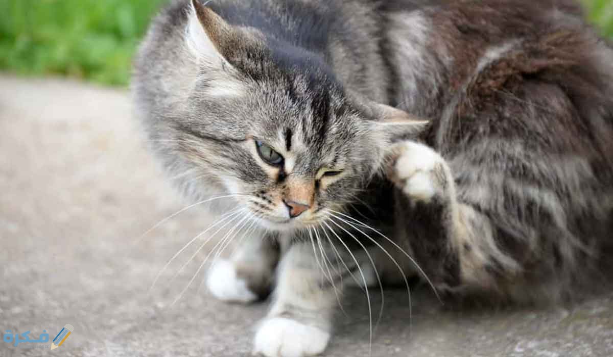 الطرق الدوائية لعلاج حشرات القطط