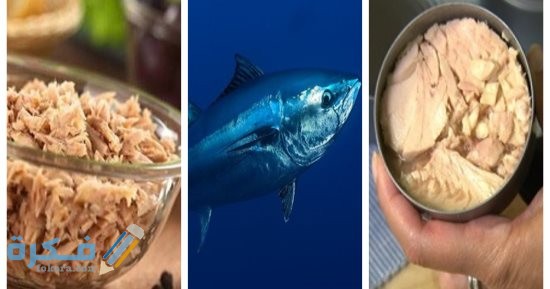 مدة هضم التونة في الجسم