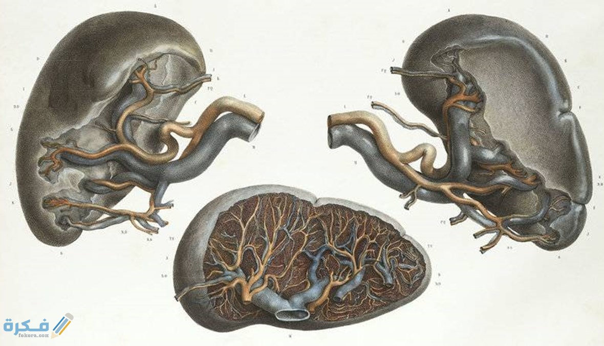 أضرار أكل الطحال بشكل عام