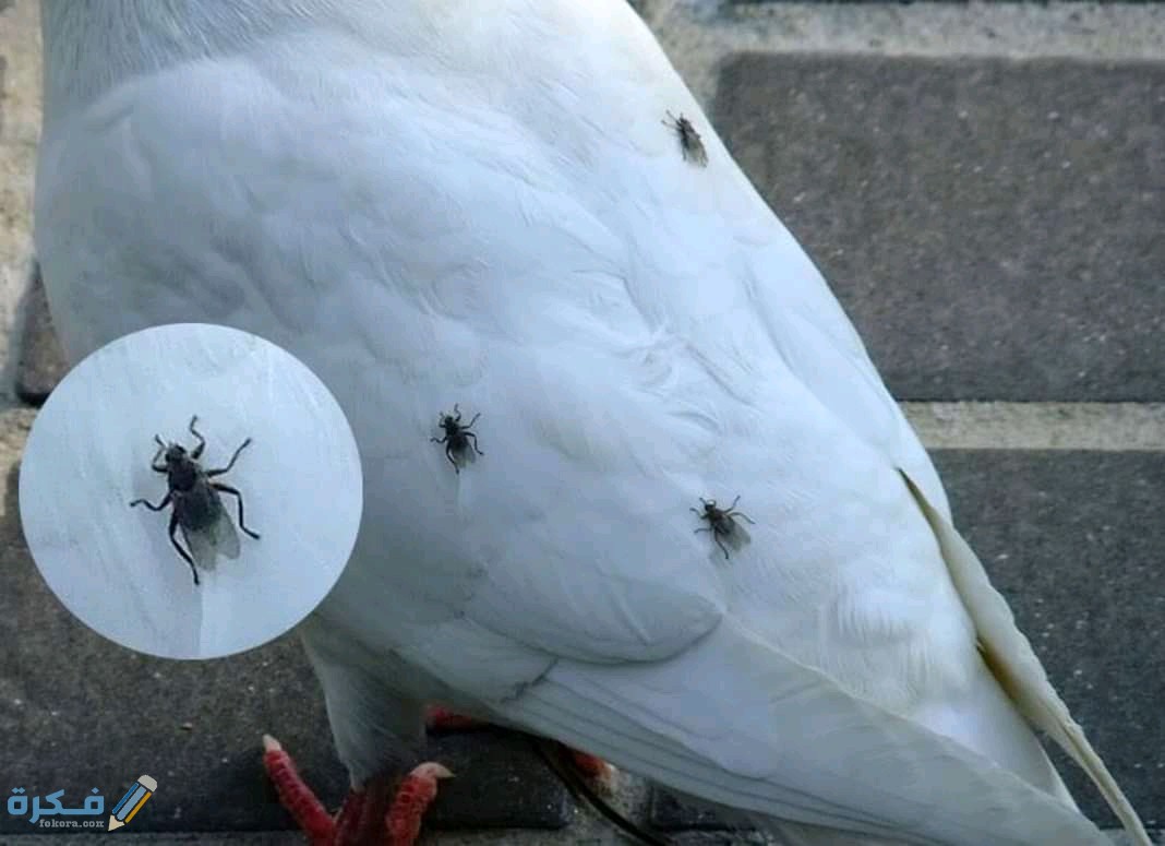 التخلص من فاش الحمام