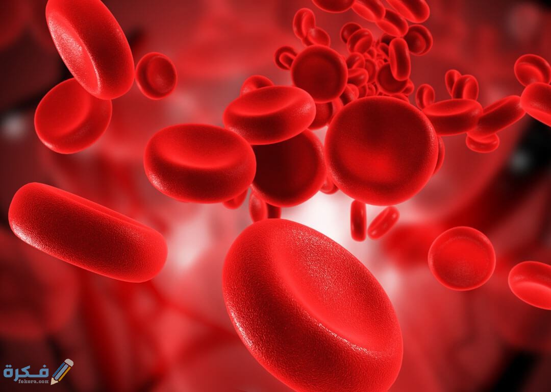 اسماء افضل الاغذية للتخلص من فقر الدم 4 التخلص من فقر الدم