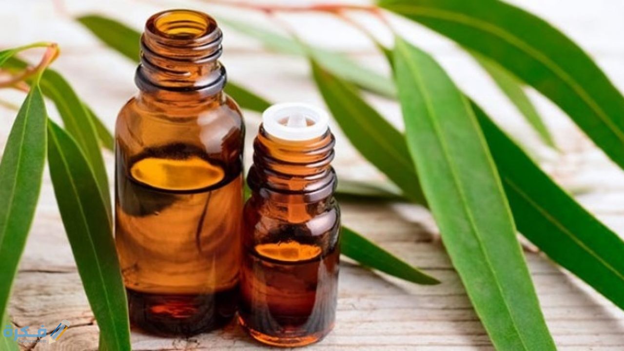 ما هو زيت الأوكالبتوس 5 نبذة عن الكالبتوس