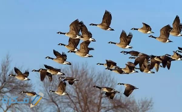 مقدمة وخاتمة موضوع تعبير عن الطيور 3 images 2021 04 03T205836.154