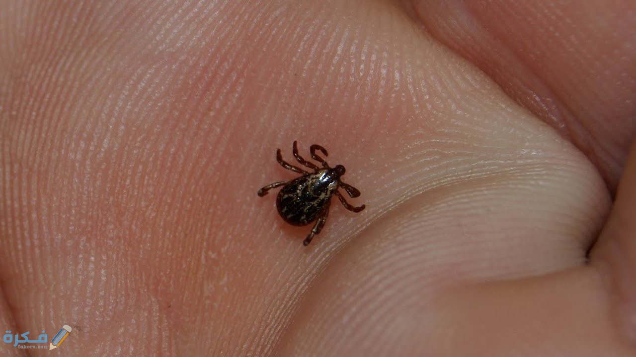 التخلص من قراد الكلاب