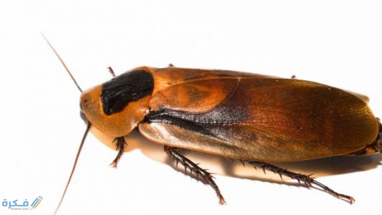  استخدام مسكنات الألم لتهدئة الألم المرتبط بآفة اللوز