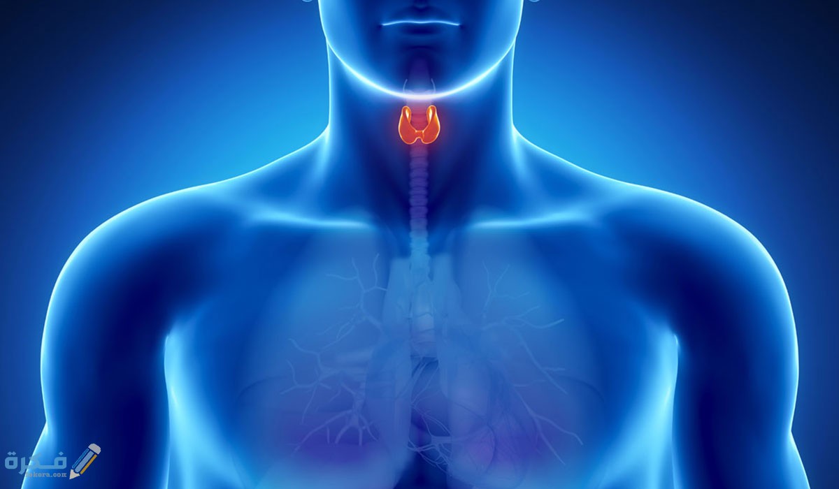 اسعار تحليل الغدة الدرقية