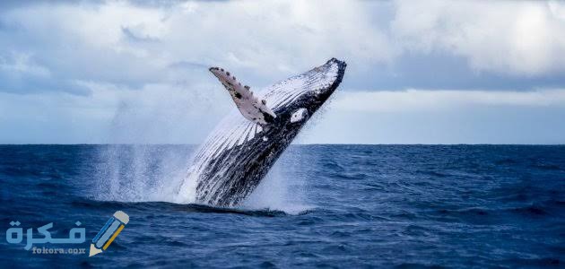 images 2021 05 17T041634.553