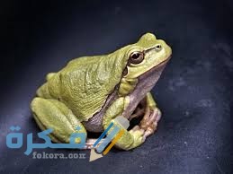 تفسير رؤية الضفدع الكبير في المنام 5 images 87
