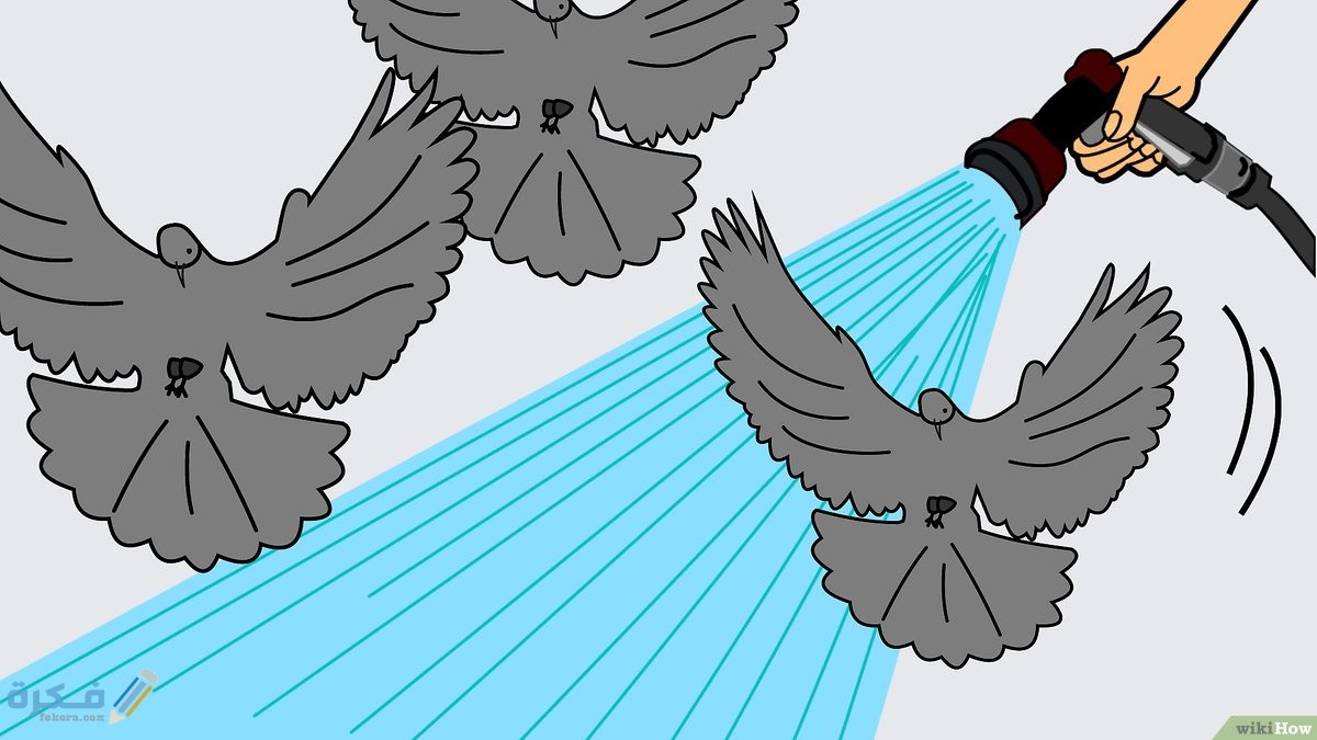 طريقة التخلص من طيور الحمام