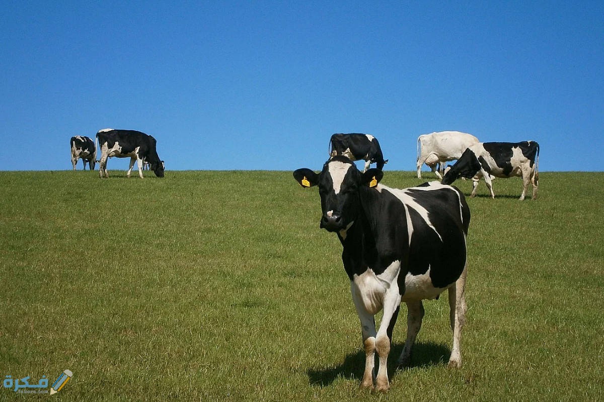 متى ينزل دعم المواشي هذا الشهر؟