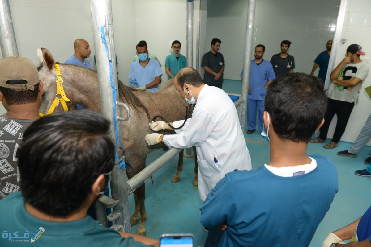 مهارات اساسية يجب توافرها بالطبيب البيطرى