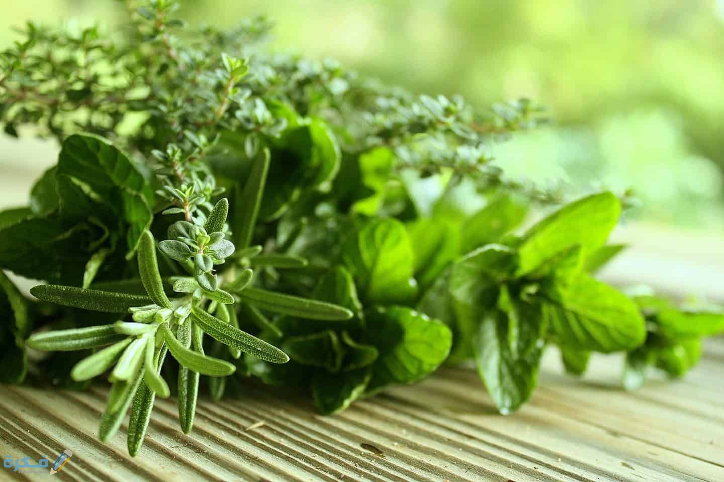 شرح خطوات التخلص من نبات الحلفا 5 نبات الحلفاء