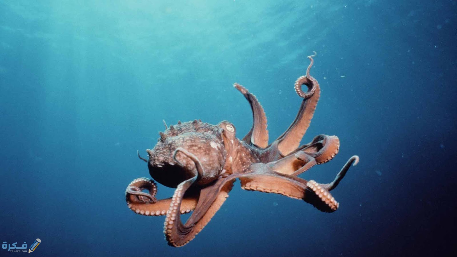 9 96026 funny octopus memes