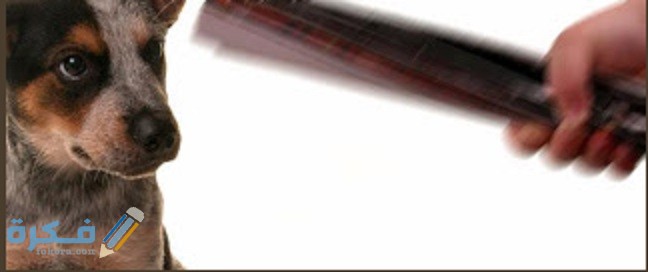 شروط ضرب الحيوان الاليف