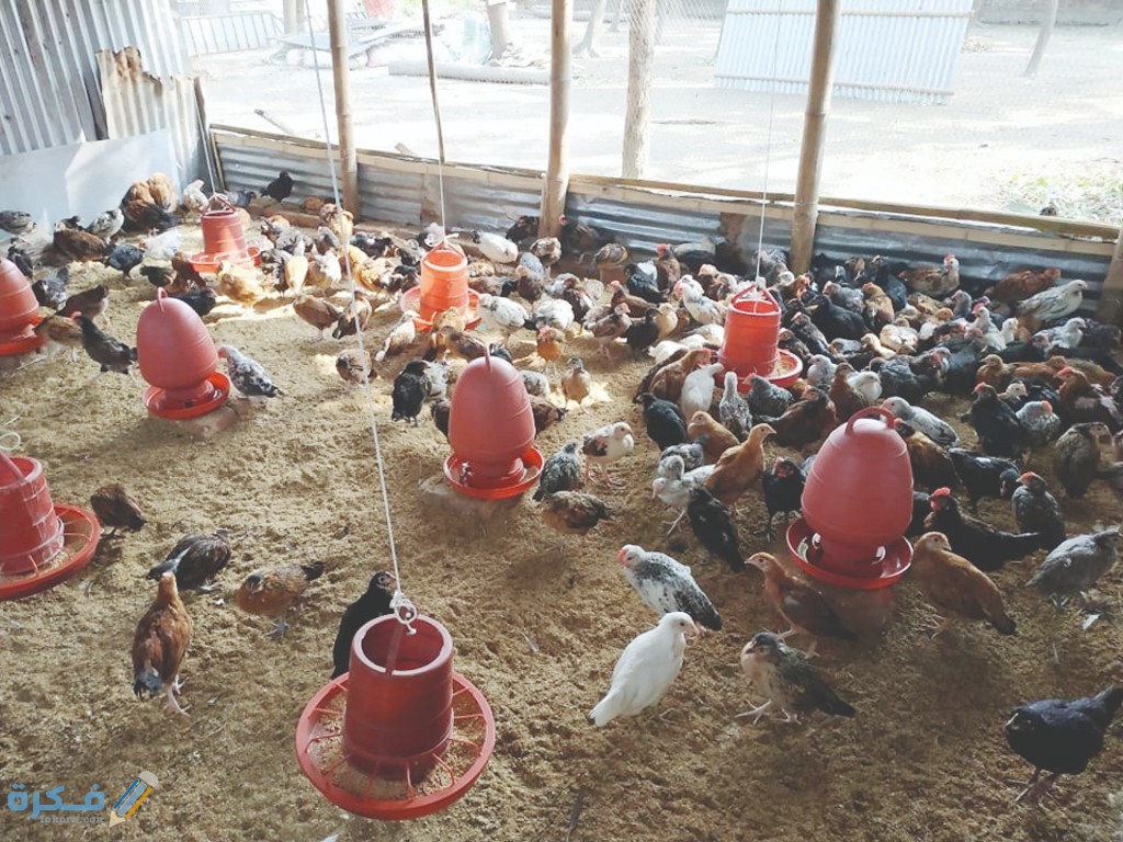 كيفية تسويق الأعلاف