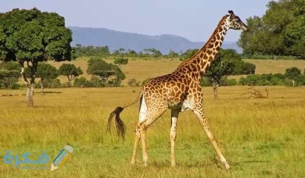giraffe facts 673 3 1511907071