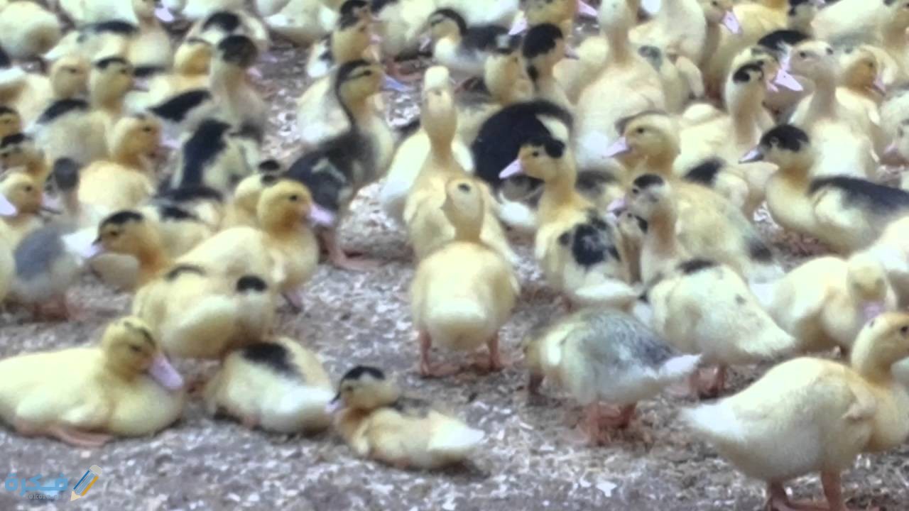 كيفية تسويق البط