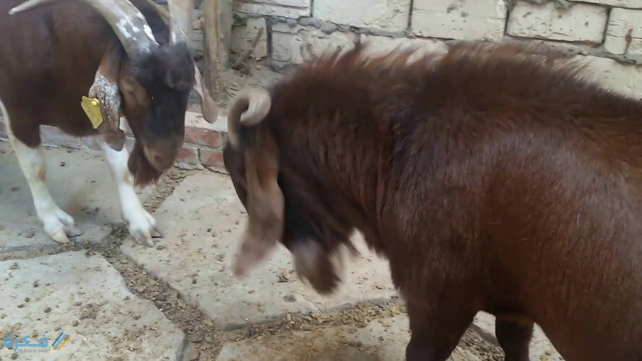 سبب إقبال الأفراد علي تربية الماعز
