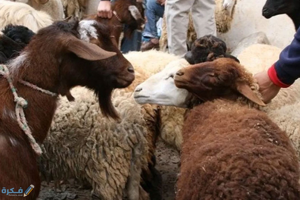 طريقة إصدار تصاريح ذبح الأضاحي في المطابخ