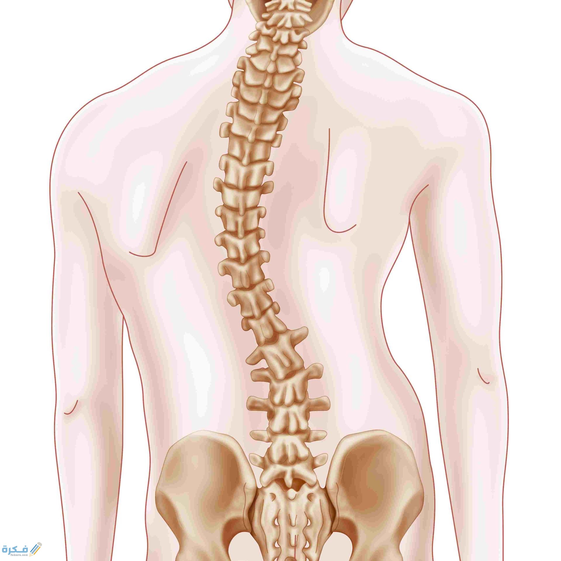 شكل العمود الفقري الطبيعي