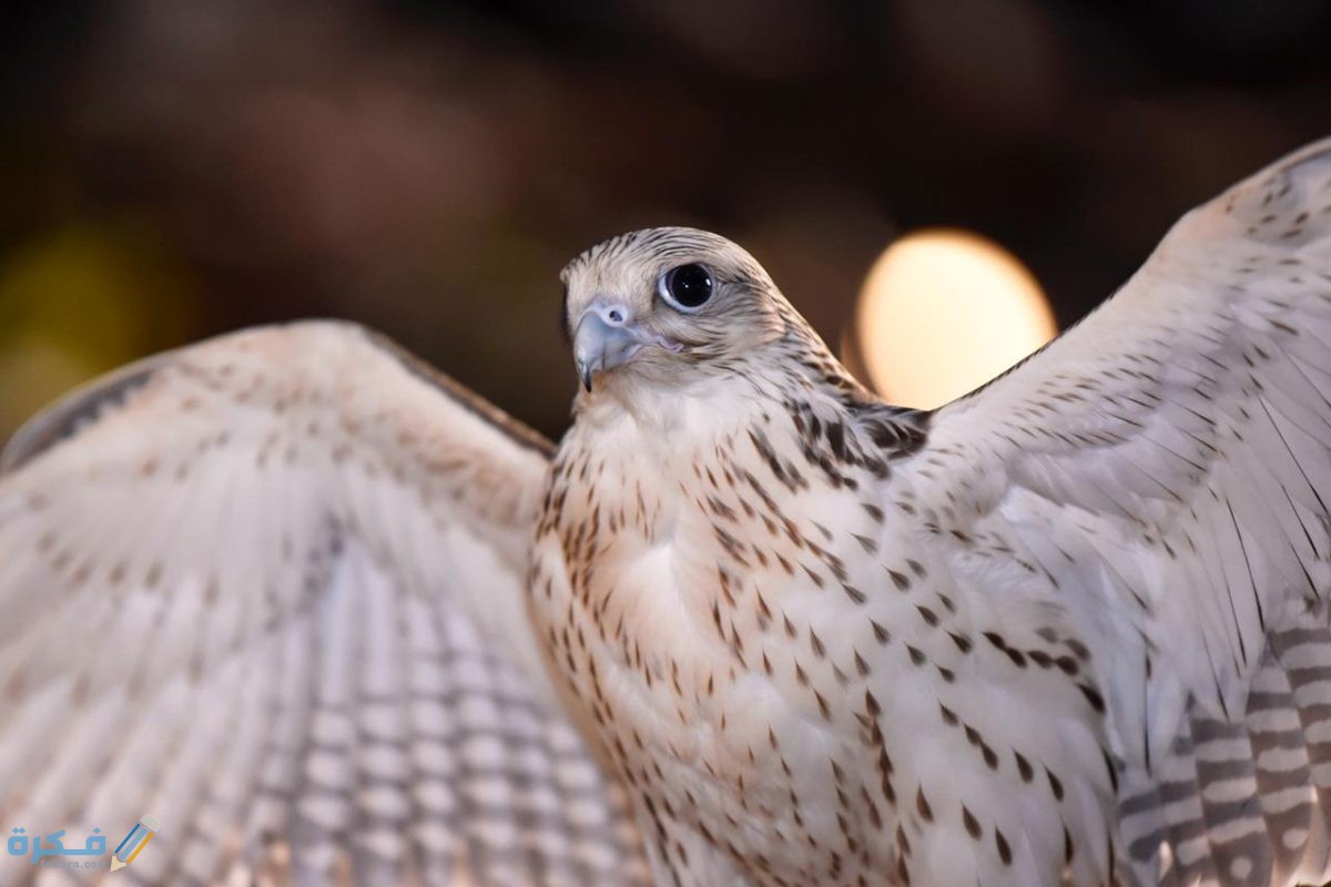 اسماء الصقور ومعانيها 5 صقر الشاهين