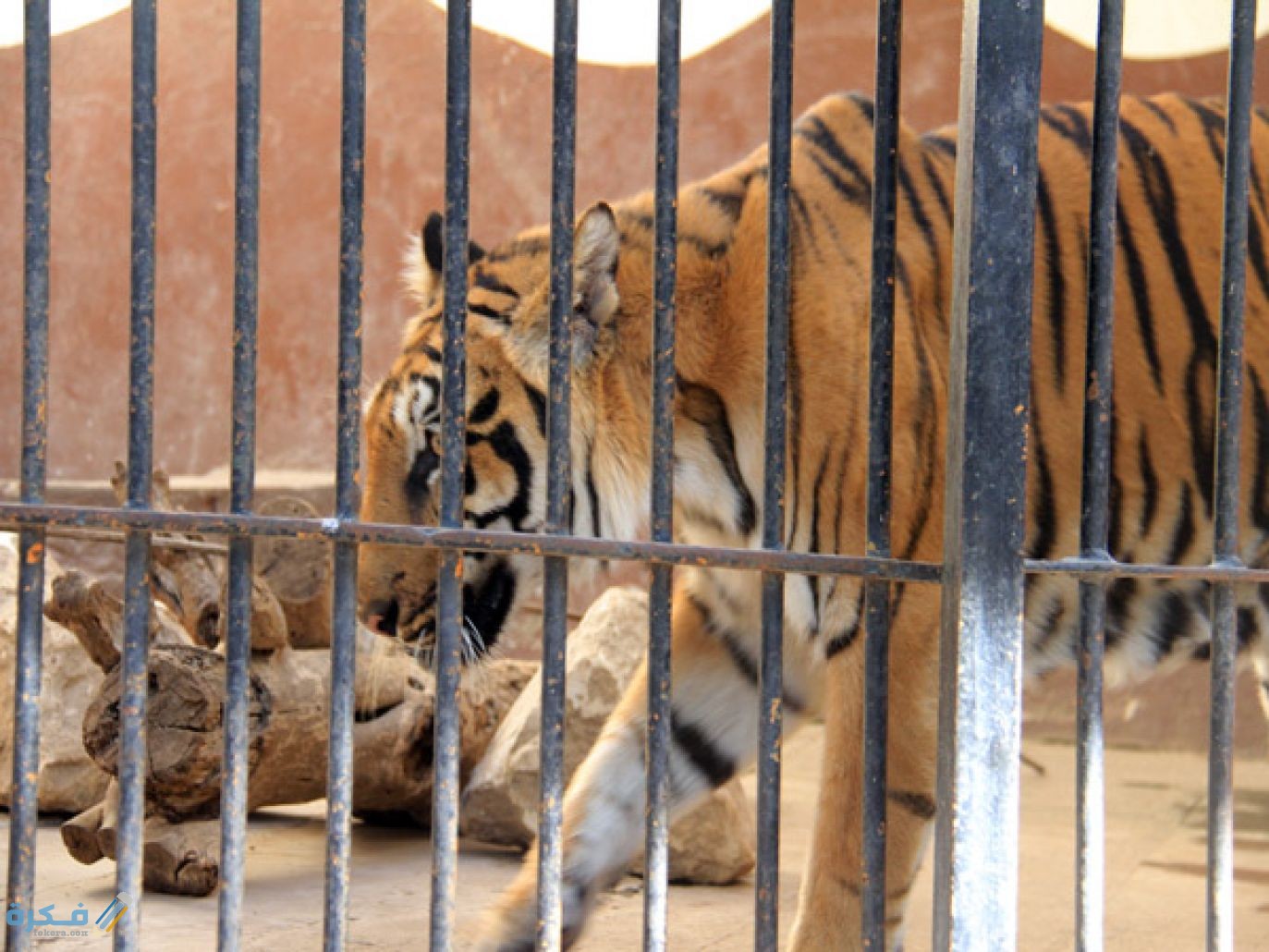 أنشطة يمكن القيام بها في حديقة حيوان الرياض