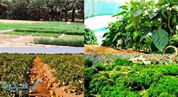 شروط التقديم لمنحة الارض الزراعية